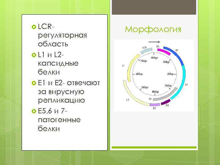  LCR- регуляторная область L 1 и L 2 капсидные белки Е 1 и