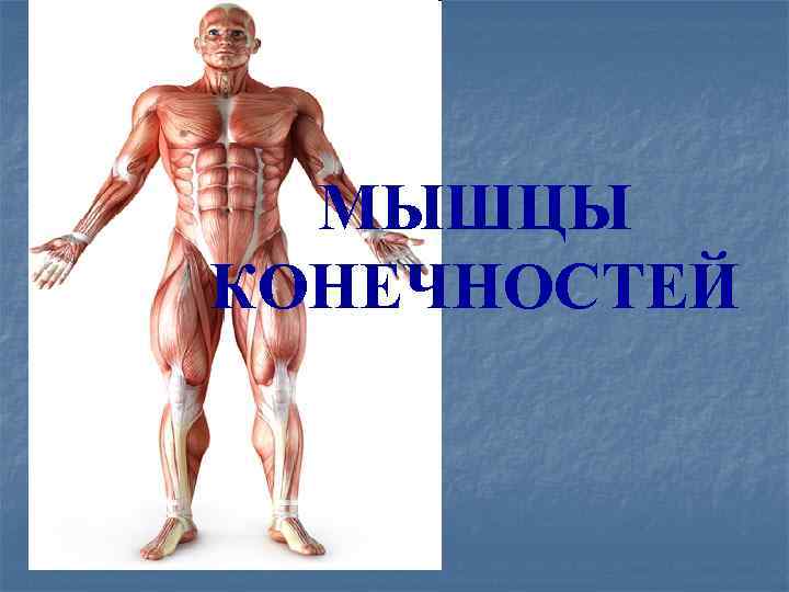 МЫШЦЫ КОНЕЧНОСТЕЙ 