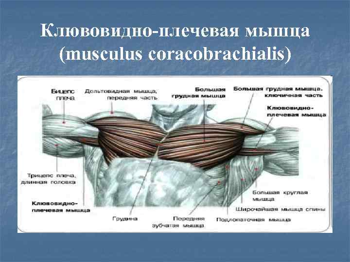 Клювовидно-плечевая мышца (musculus coracobrachialis) 