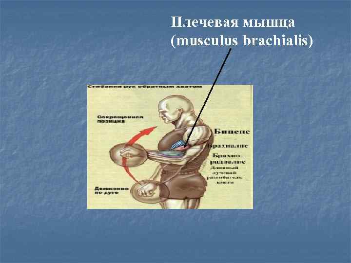 Плечевая мышца (musculus brachialis) 