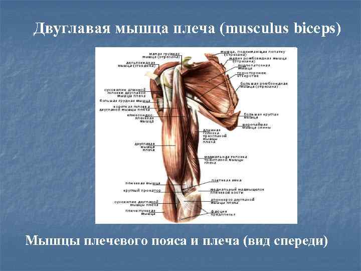 Двуглавая мышца плеча (musculus biceps) Мышцы плечевого пояса и плеча (вид спереди) 