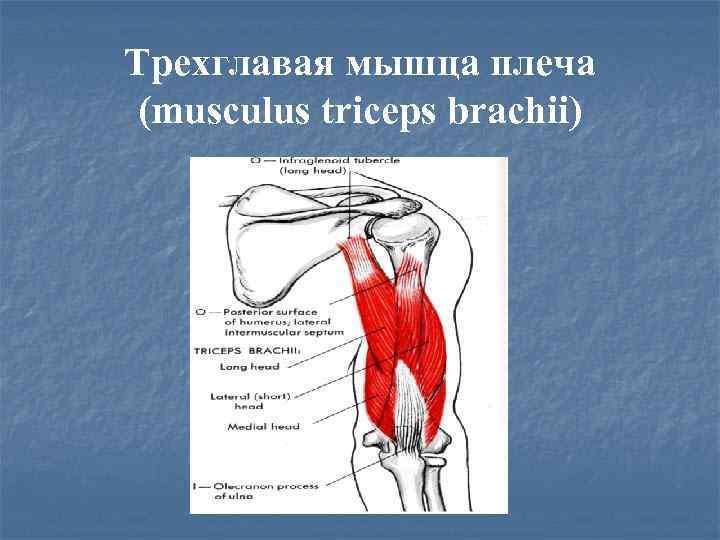 Трехглавая мышца плеча (musculus triceps brachii) 