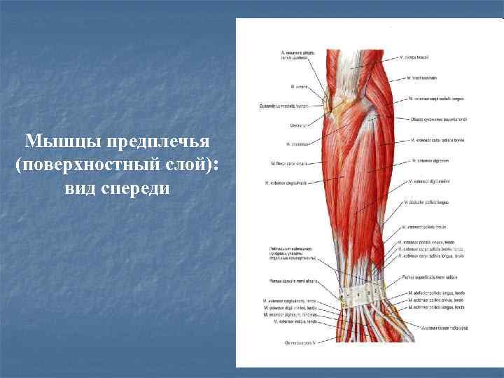 Мышцы предплечья (поверхностный слой): вид спереди 