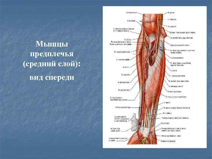 Треть предплечья. Мышцы предплечья вид спереди. Мышцы предплечья вид спереди глубокий слой. Мышцы верхней конечности вид спереди. Мышцы предплечья Неттер.