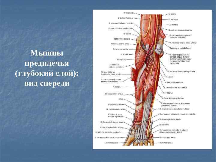 Мышцы предплечья (глубокий слой): вид спереди 