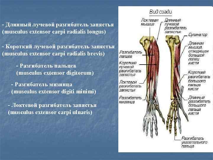 - Длинный лучевой разгибатель запястья (musculus extensor carpi radialis longus) - Короткий лучевой разгибатель