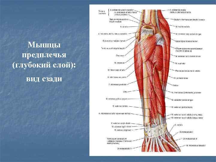 Мышцы предплечья (глубокий слой): вид сзади 