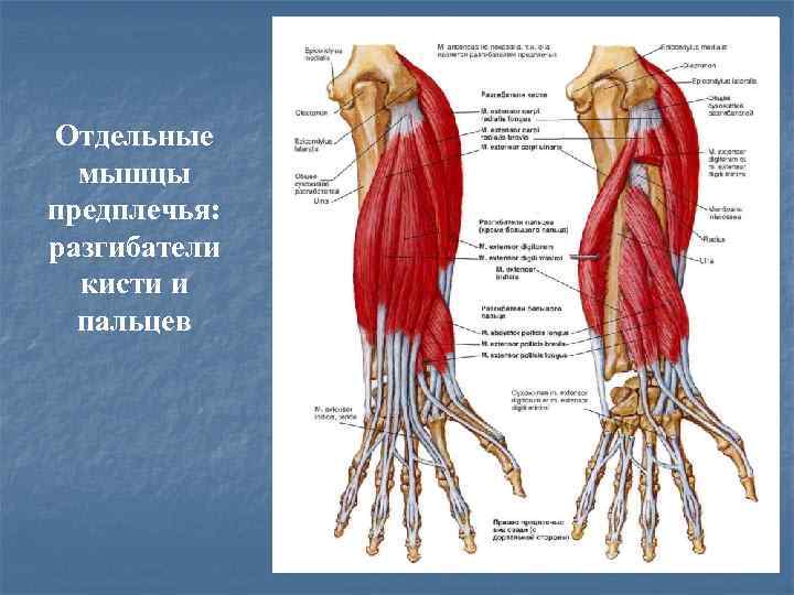 Отдельные мышцы предплечья: разгибатели кисти и пальцев 