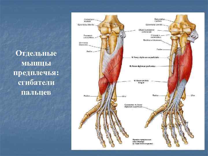 Отдельные мышцы предплечья: сгибатели пальцев 