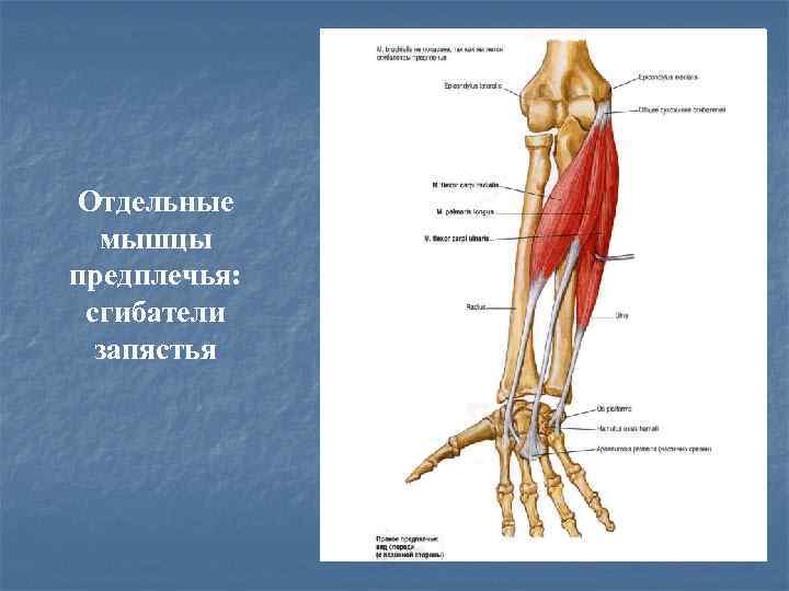 Отдельные мышцы предплечья: сгибатели запястья 