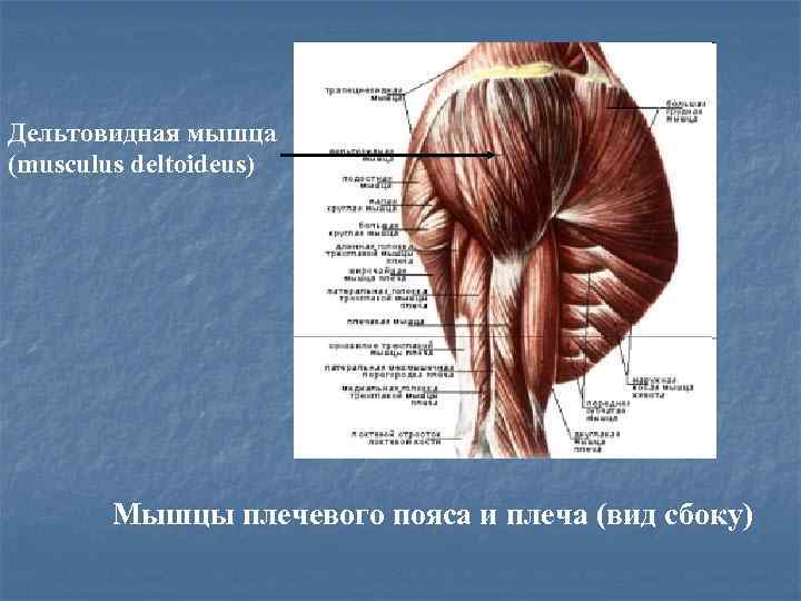 Дельтовидная мышца (musculus deltoideus) Мышцы плечевого пояса и плеча (вид сбоку) 