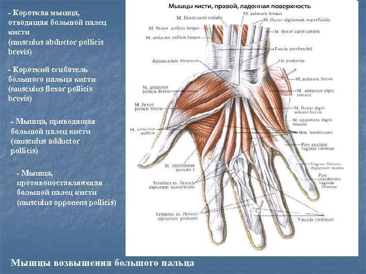 - Короткая мышца, отводящая большой палец кисти (musculus abductor pollicis brevis) - Короткий сгибатель