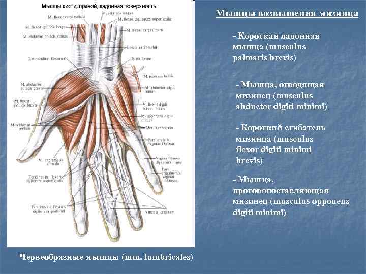 Мышцы возвышения мизинца - Короткая ладонная мышца (musculus palmaris brevis) - Мышца, отводящая мизинец