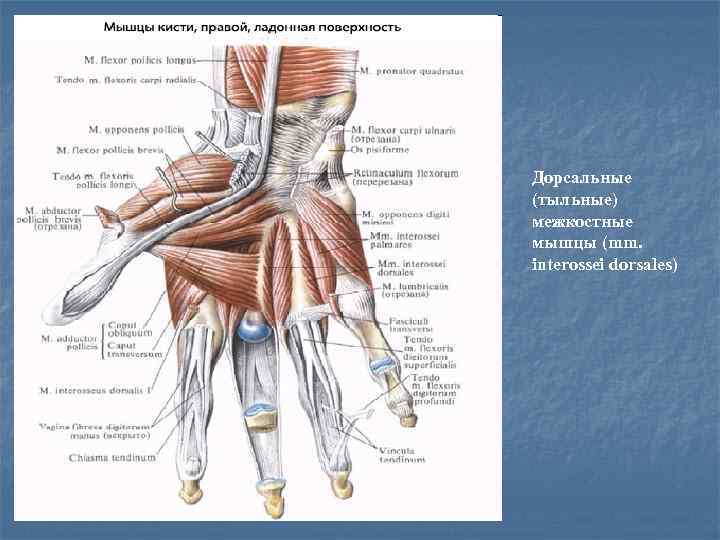 Дорсальные (тыльные) межкостные мышцы (mm. interossei dorsales) 