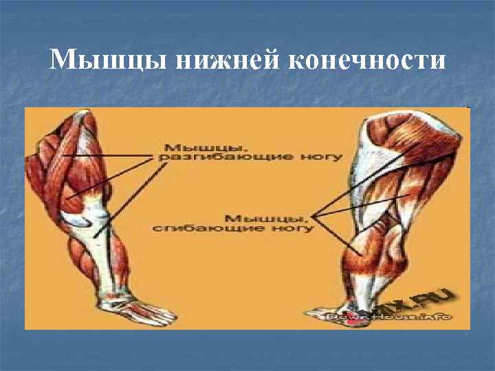 Мышцы конечностей. Мышцы нижней конечности. Мышцы пояса нижней конечности. Мышцы ноги человека фото с описанием.