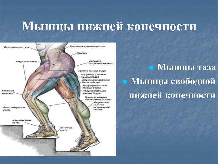 Мышцы нижней конечности Мышцы таза n Мышцы свободной нижней конечности n 