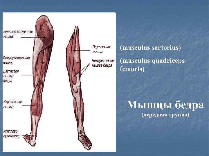 (musculus sartorius) (musculus quadriceps femoris) Мышцы бедра (передняя группа) 