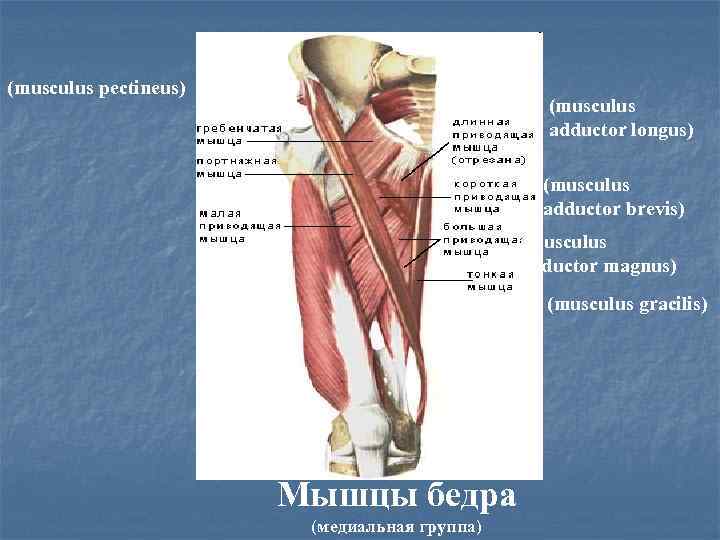 (musculus pectineus) (musculus adductor longus) (musculus adductor brevis) (musculus adductor magnus) (musculus gracilis) Мышцы