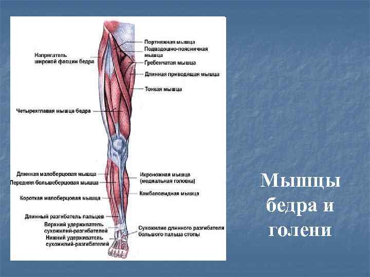 Мышцы бедра и голени 