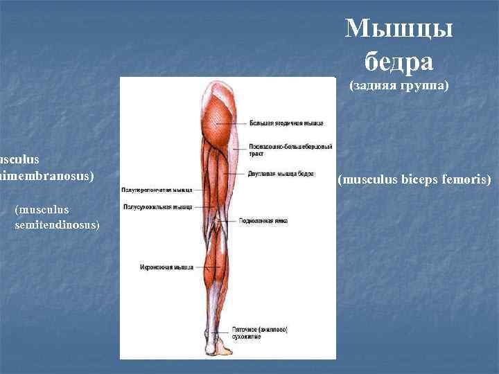 Мышцы бедра (задняя группа) usculus mimembranosus) (musculus semitendinosus) (musculus biceps femoris) 