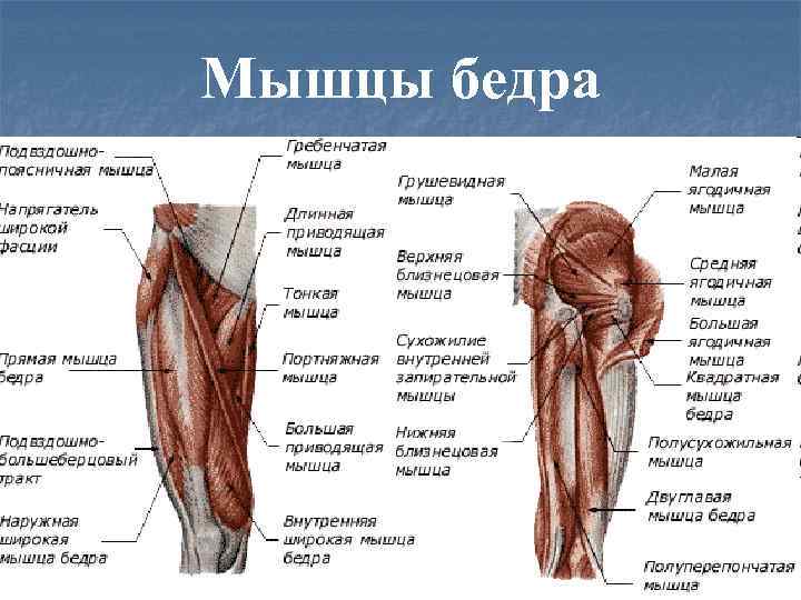 Мышцы бедра 