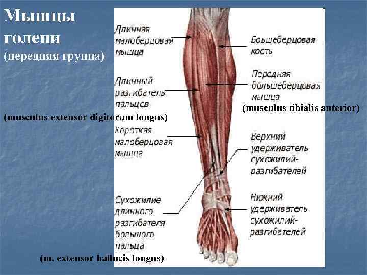 Передняя группа мышц голени