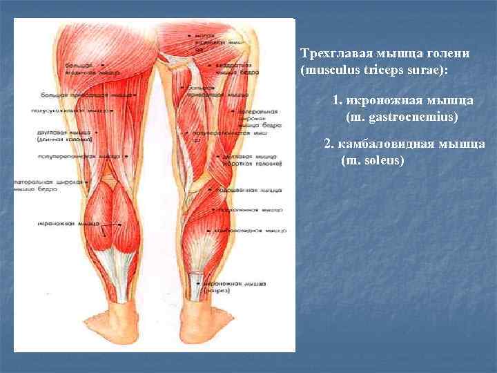 Трехглавая мышца голени (musculus triceps surae): 1. икроножная мышца (m. gastrocnemius) 2. камбаловидная мышца