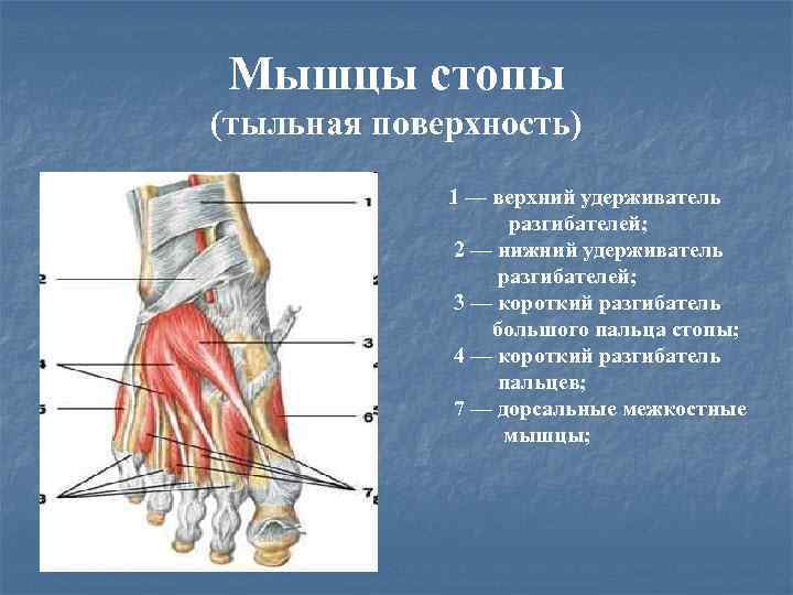 Мышцы стопы (тыльная поверхность) 1 — верхний удерживатель разгибателей; 2 — нижний удерживатель разгибателей;