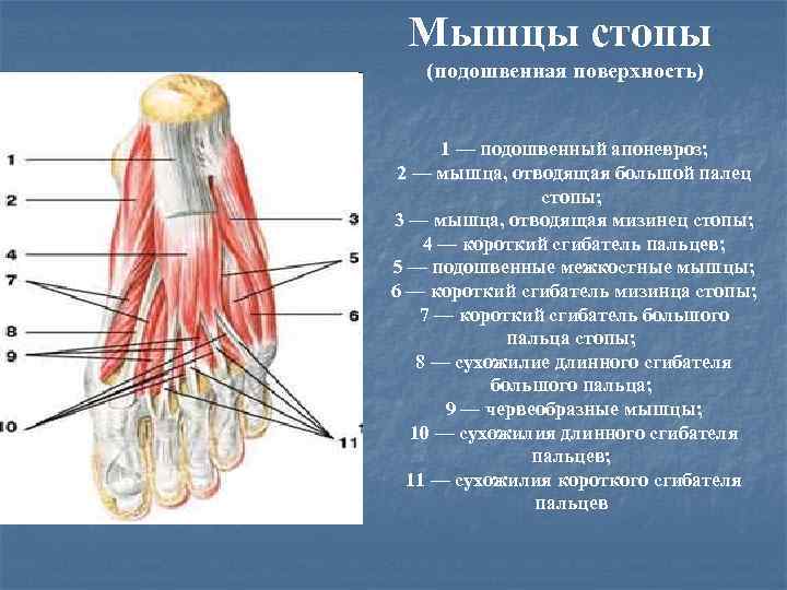 Мышцы стопы (подошвенная поверхность) 1 — подошвенный апоневроз; 2 — мышца, отводящая большой палец