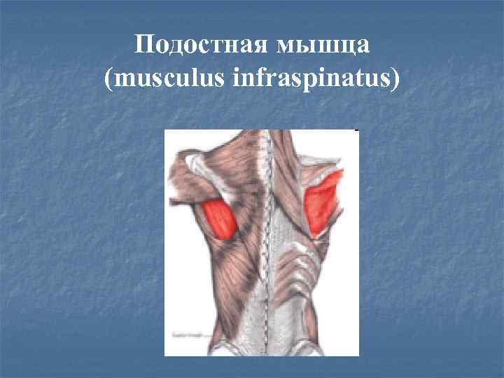 Подостная мышца (musculus infraspinatus) 