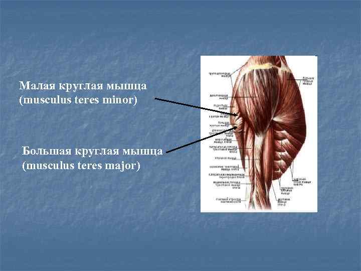 Малая круглая мышца (musculus teres minor) Большая круглая мышца (musculus teres major) 