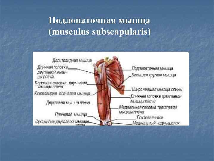 Подлопаточная мышца (musculus subscapularis) 