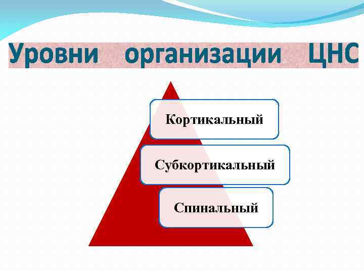 Кортикальный Субкортикальный Спинальный 