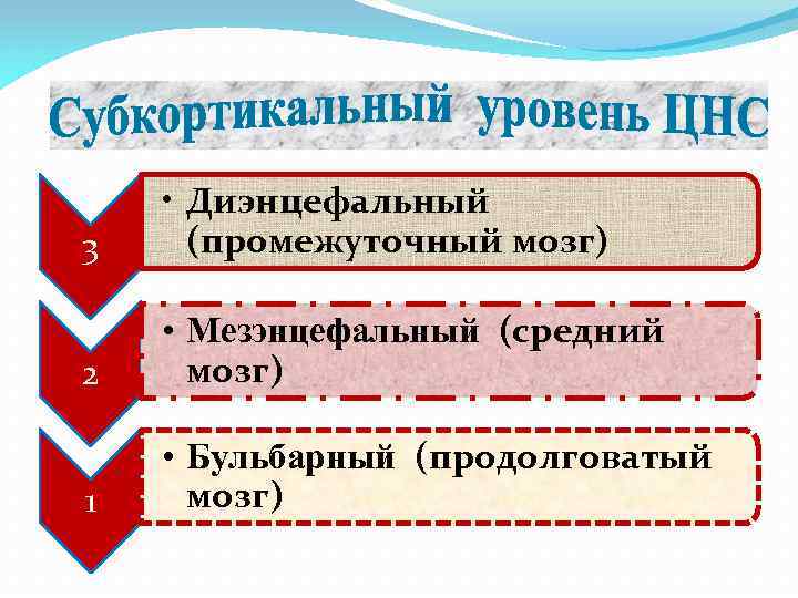 3 • Диэнцефальный (промежуточный мозг) 2 • Мезэнцефальный (средний мозг) 1 • Бульбарный (продолговатый