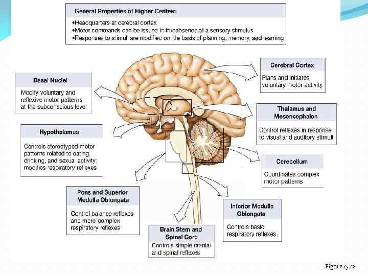 Figure 15. 12 Centers of Somatic Motor Control Figure 15. 12 