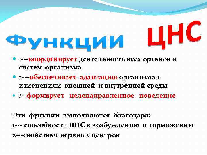  1 ---координирует деятельность всех органов и систем организма 2 ---обеспечивает адаптацию организма к