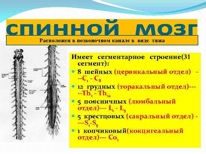 Сагиттальный размер шейного отдела