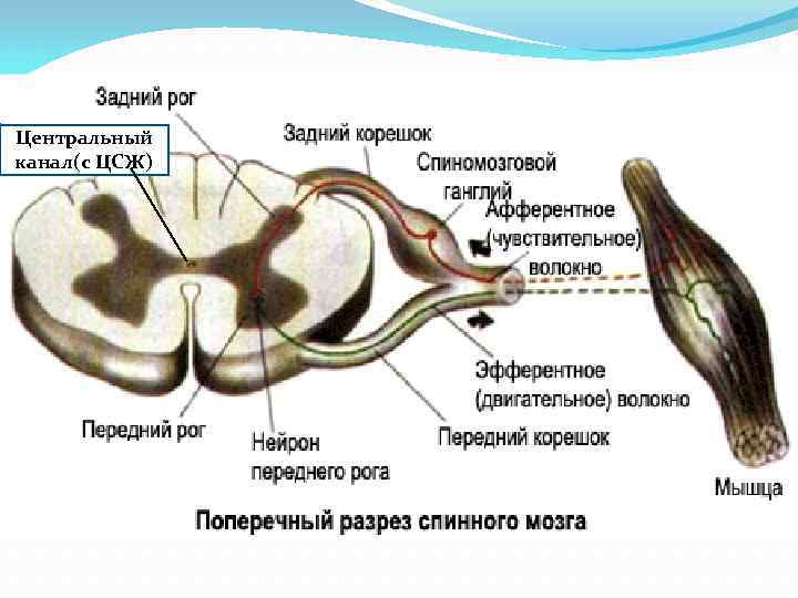 Центральный канал(с ЦСЖ) 