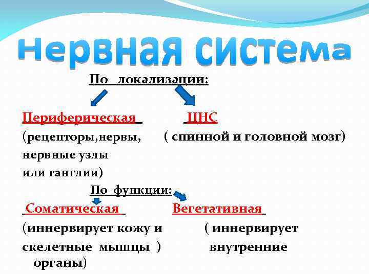  По локализации: Периферическая (рецепторы, нервы, ЦНС ( спинной и головной мозг) нервные узлы