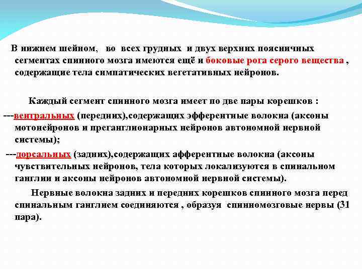 В нижнем шейном, во всех грудных и двух верхних поясничных сегментах спинного мозга имеются