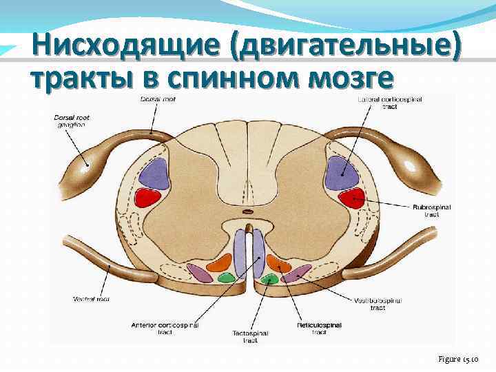 Спинной мозг рисунок с подписями