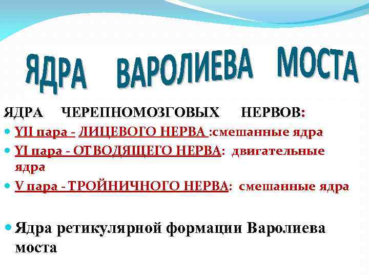 ЯДРА ЧЕРЕПНОМОЗГОВЫХ НЕРВОВ: YII пара - ЛИЦЕВОГО НЕРВА : смешанные ядра YI пара -