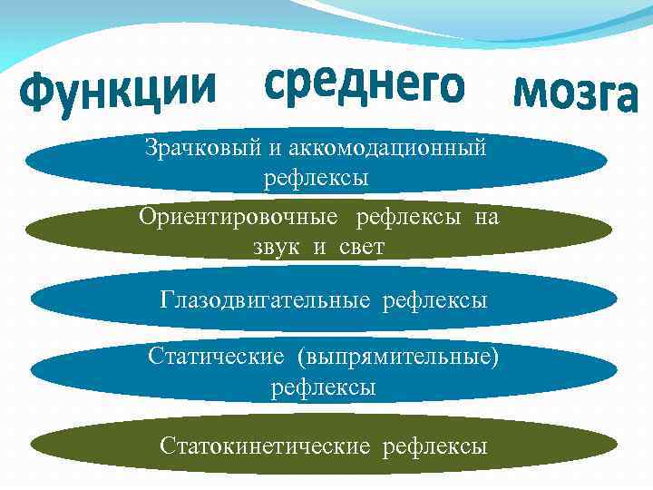 Зрачковый и аккомодационный рефлексы Ориентировочные рефлексы на звук и свет Глазодвигательные рефлексы Статические (выпрямительные)