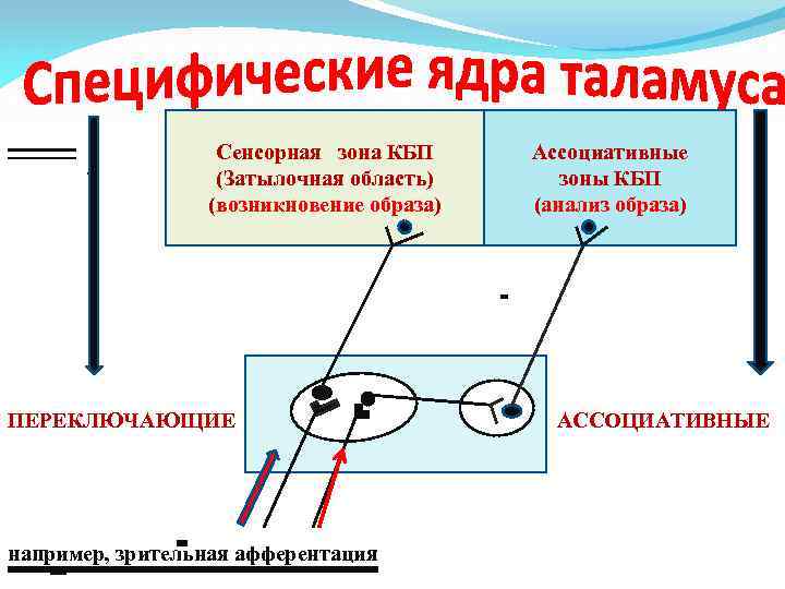 Сенсорная зона КБП (Затылочная область) (возникновение образа) ПЕРЕКЛЮЧАЮЩИЕ например, зрительная афферентация тат Ассоциативные зоны