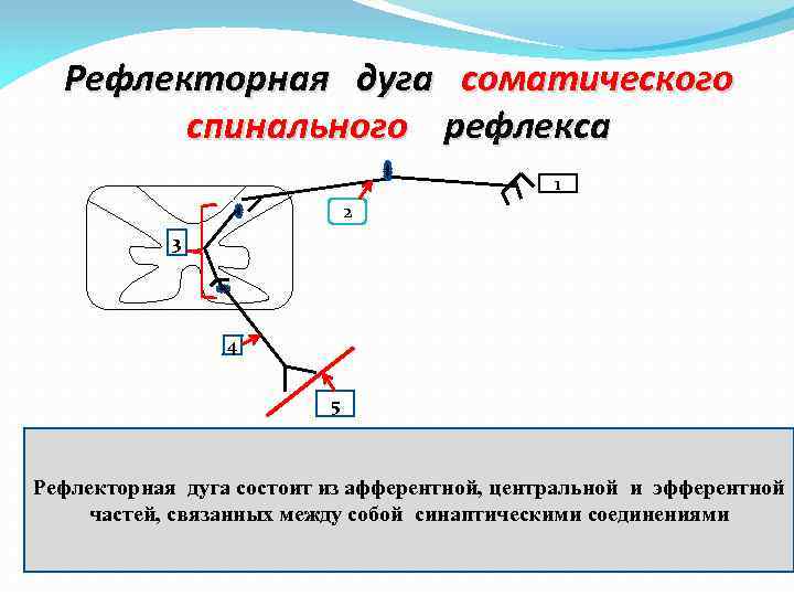 Рефлекторная дуга соматического спинального рефлекса 1 2 3 4 5 Рефлекторная дуга состоит из