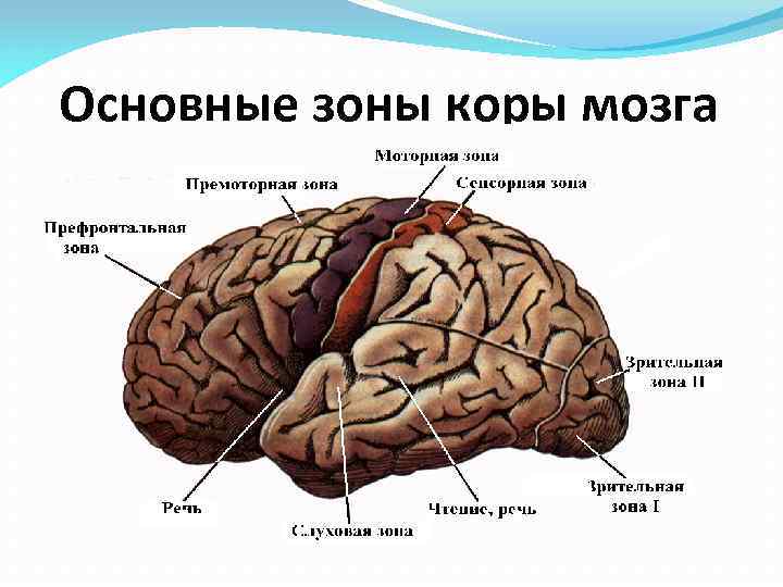 Основные зоны коры мозга 