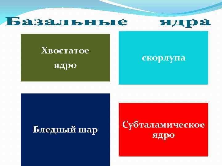 Хвостатое ядро скорлупа Бледный шар Субталамическое ядро 