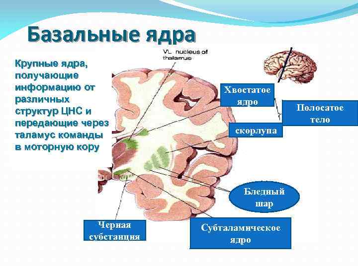 Ядра мозга образованы. Базальные подкорковые ядра. Область базальных ядер головного мозга. Базальные ядра конечного мозга схема. Базальные ядра мозга строение.
