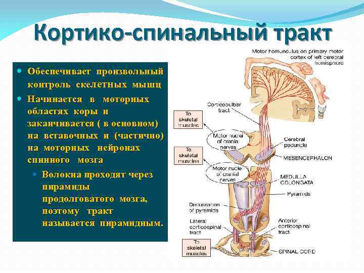 Кортико-спинальный тракт Обеспечивает произвольный контроль скелетных мышц Начинается в моторных областях коры и заканчивается