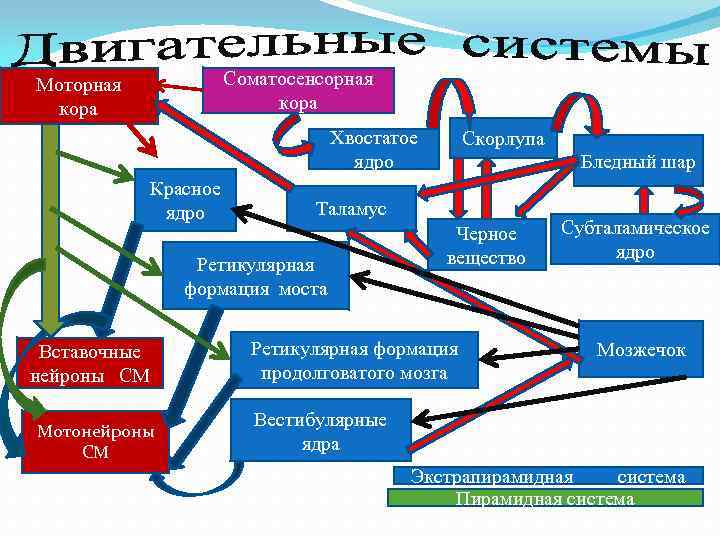  Соматосенсорная кора Моторная ээ кора Хвостатое ядро Красное ядро Мотонейроны СМ Бледный шар